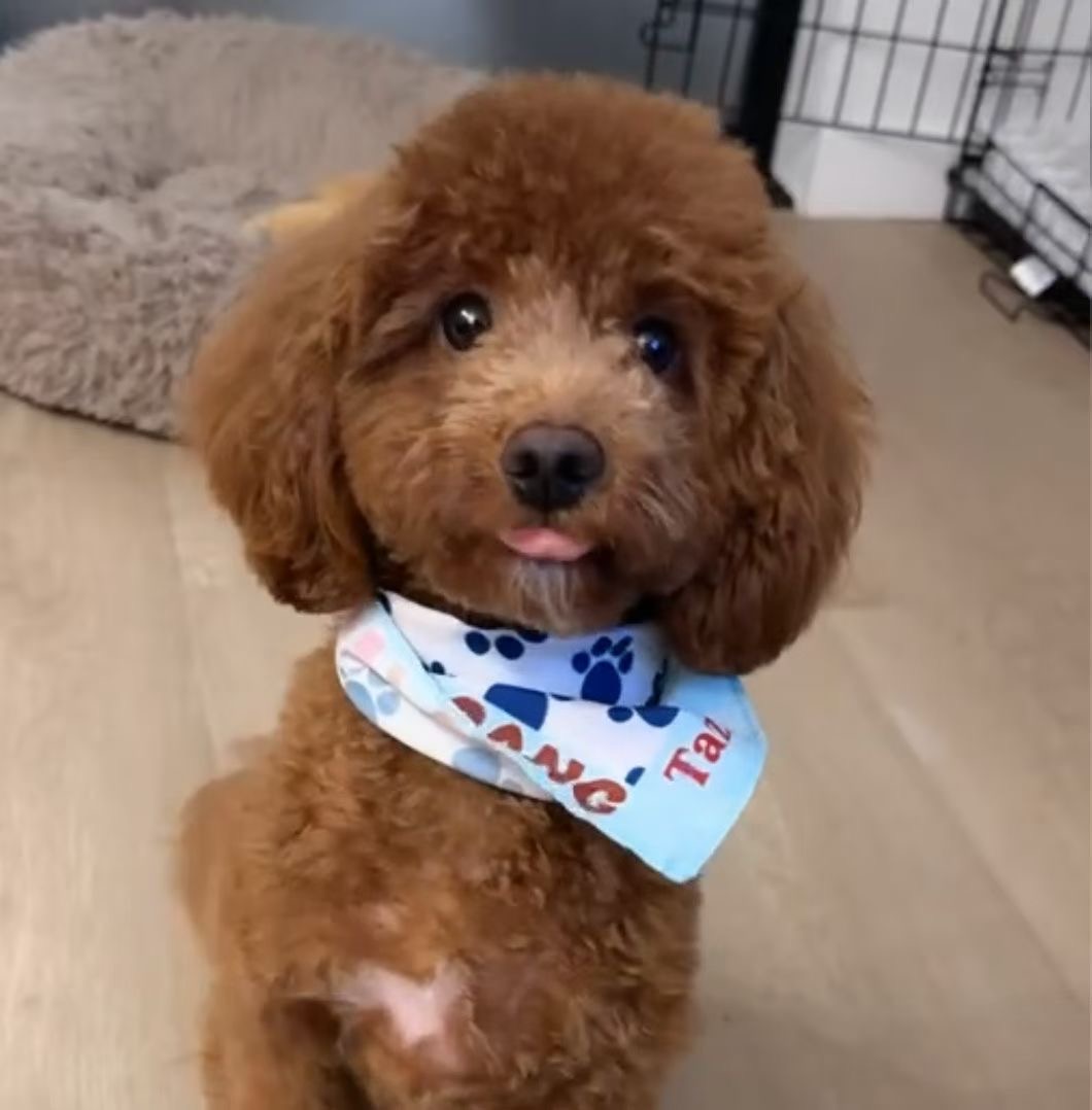 Taz with bandana