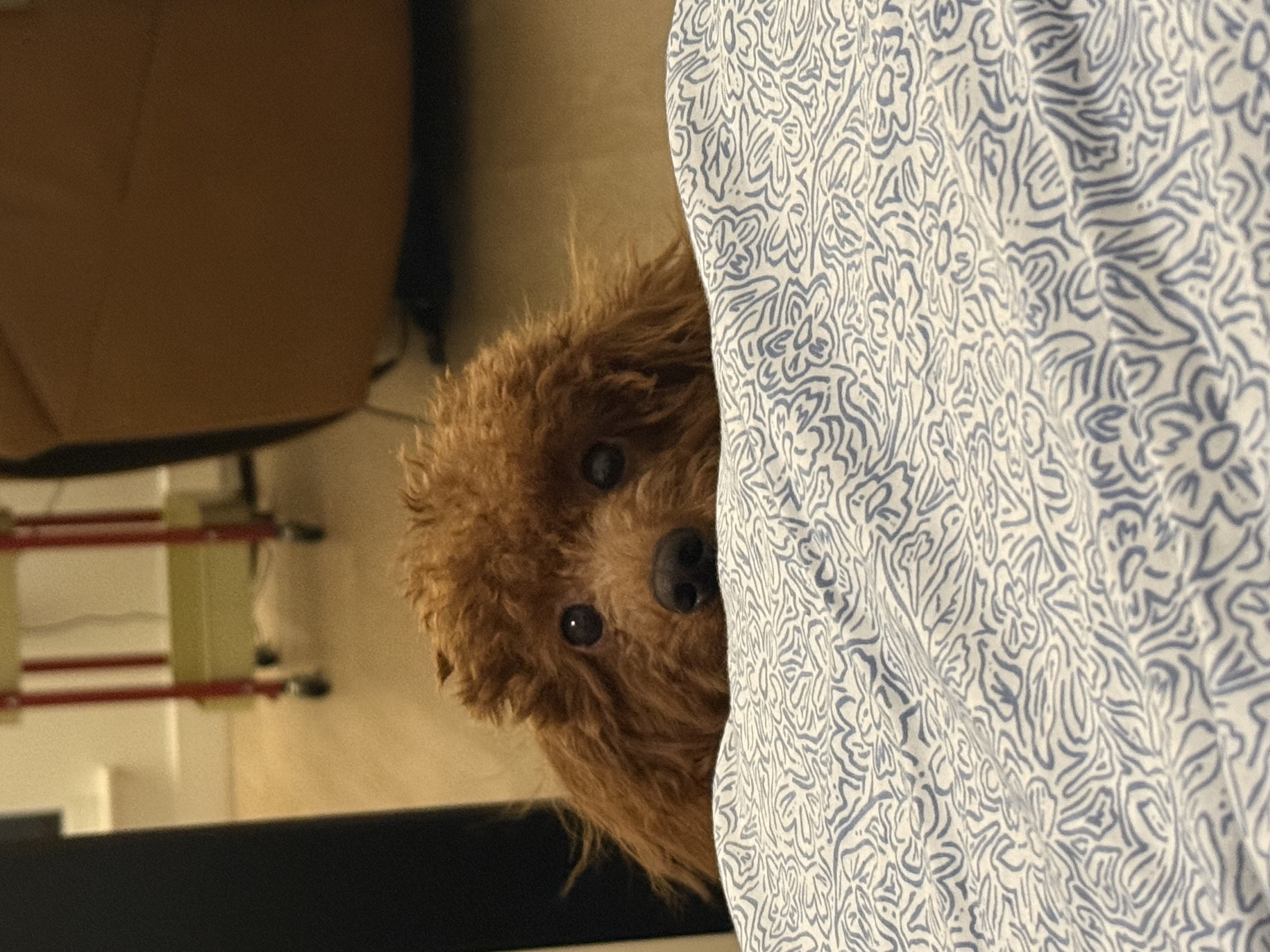 Taz peeking
